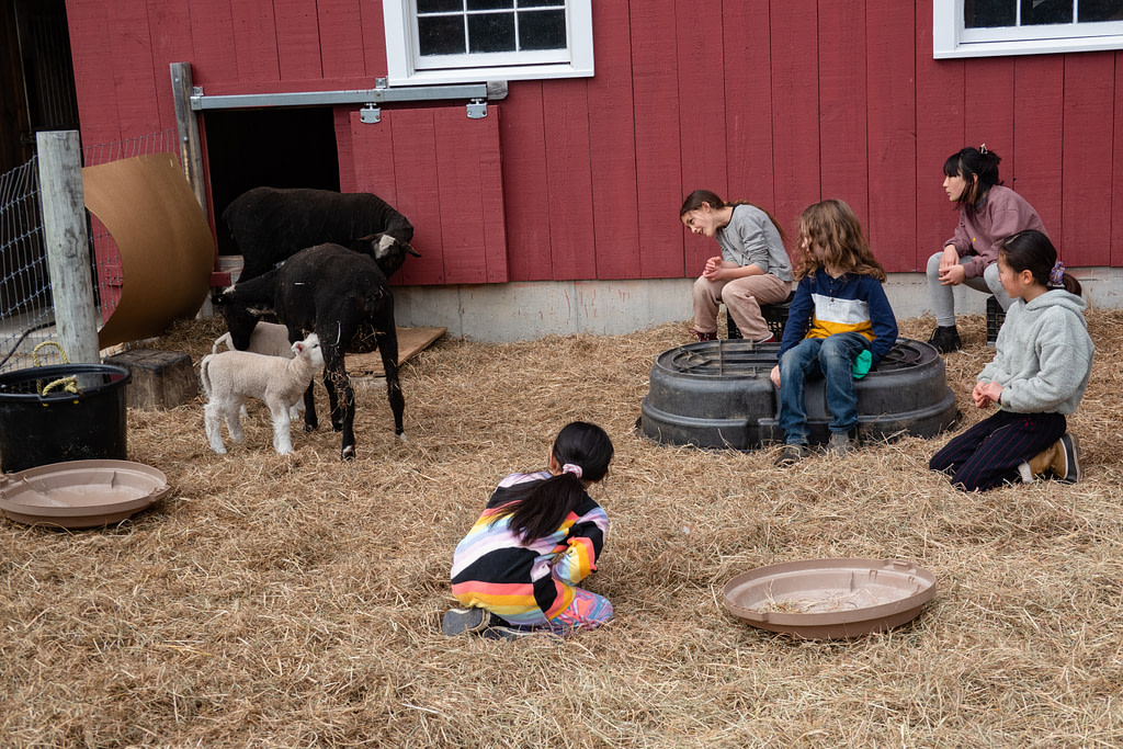 baby-goats-on-farm